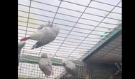 İstanbul Havalimanı’nda bavuldan 20 papağan çıktı
