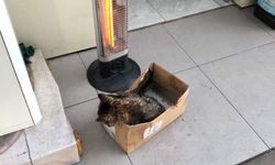 Dereye düşen kediyi kurtardılar