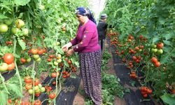 TZOB Başkanı Bayraktar: Üretici ile market arasındaki fiyat farkı 4 buçuk kata yaklaştı