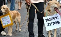 Hayvan Hakları Yasası geliyor