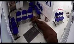 Kolombiya’da inek hastaneye daldı: 4 yaralı