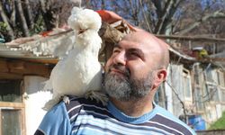 Ata yadigarı Osmanlı Sultan Tavuğu
