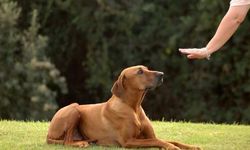 Kedi ve köpeklerde iletişim