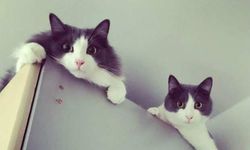 Bir kedi mi iki kedi mi?