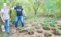 Başkasının bahçesine Hint keneviri ekmiş