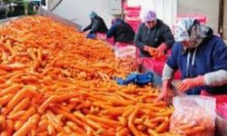 Beypazarı'ndan Rusya'ya 120 ton havuç ihracatı