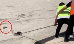 Müsilaj nedeniyle uçamayan martı kurtarıldı