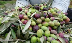 İklim değişikliği zeytin üretimini düşürdü, hasat gecikti