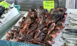 'Aslan balığı'nı tüketmezsek, o bizim balıkları tüketecek