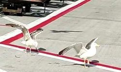 İstanbul'da uçaklar pisti pas geçiyor, çünkü pistte...