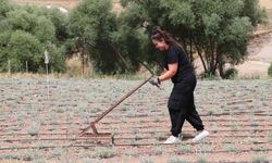 Bankacılıktan 'ölmez otu yağı' çiftçiliğine