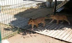 Mahalleliden 'aslan gürültüsü' şikayeti