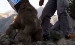 Başı teneke kutuya sıkışan yavru ayıyı böyle kurtardılar