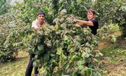 Karadeniz'de fındık hasadı başladı