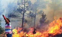 Muğla Menteşe'de orman yangını