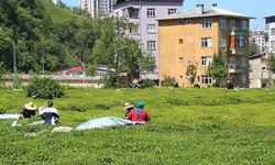 Çay ailece toplandı, 100 milyon dolar üreticiye kaldı