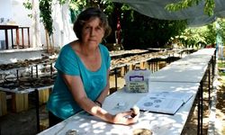 5 bin 621 yıllık 250 mühür bulundu