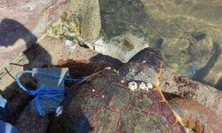 Ayağına parke taşı bağlanıp denize atılan caretta caretta kurtarıldı