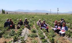Kaymakam Elif, 55 kadını iş sahibi yaptı