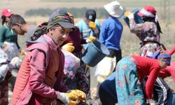 Okullar açıldı, onlar hala tarlada: Çalışmazsak açlıktan ölürüz