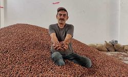 TMO: Fındık üreticilerine ödemeler bugün