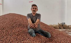 TMO, Ordu’da fındık alımlarına başladı