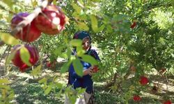 Diyarbakır'ın Akdeniz iklimine sahip Geçit köyünde nar hasadı