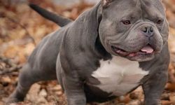 Tehlike arz eden köpek ırklarına iki ekleme