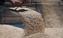 Bakanlıktan genetiği değiştirilmiş mısır ve soya onayı
