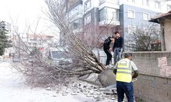 Başkentte şiddetli rüzgar ağaçları devirdi