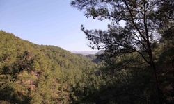 Hatay'da ormanlık alanlara giriş 5 ay yasaklandı