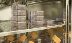 Laboratuvar üretimi olan kan ilk kez insana nakledildi