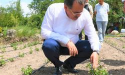 Üreticilere sebze tohumu desteği
