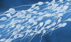 Erkeklerdeki sperm sayısı son 50 yılda yarıdan fazla azaldı