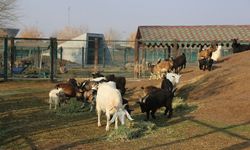 Hayvancılıkta kuş gribi ve şap alarmı