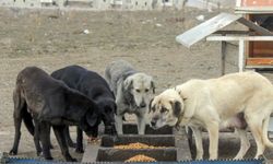 Kütahya can dostlarını yalnız bırakmadı