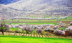 Mardin'de renk cümbüşü