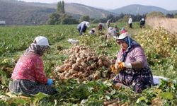 Bakanlık, 2025-2026 üretim yılı şeker pancarı alım fiyatında iki gün aradan sonra artışa gitti