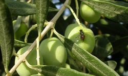 Bursa Mudanya'da zeytin sineği ile 5. mücadele başladı