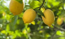 "Limon suyu" izlenimi veren ürünlere yasak getirildi