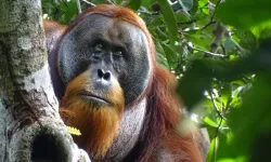 Orangutan dünyada ilk kez şifalı bitki kullanarak yarayı tedavi ederken gözlemlendi