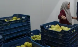 70 yaşındaki Hayriye teyze Gürsu Armudu ile girişimci oldu... Aracısız pazarlıyor