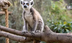 Lemur türlerinin korunmasına dikkat çekildi