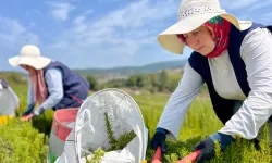 TABİP'te sezonun hasadı tamamlandı