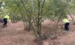 Düzce'de 81 yaşındaki kayıp kadın aranıyor