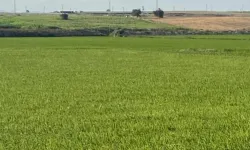 Edirne İpsala'da çeltik üretiminde damlama sulama ile yüksek verim