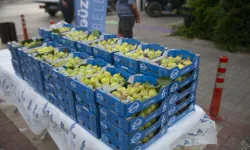 İzmir Güzelbahçe'de dalında kuruyan bardacağı belediye aldı