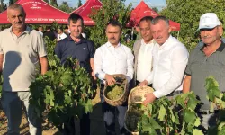 Kocaeli’de üzüm hasadı başladı