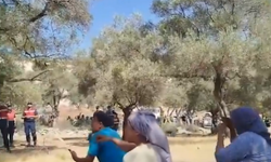 Bölgede yaşayanlar duyurdu; Akbelen’de zeytin ağaçlarının sökümü başladı!