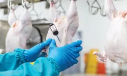 Kırmızı ette yaşanan zammın ardından şimdi de beyaz ette zam gündeme geldi